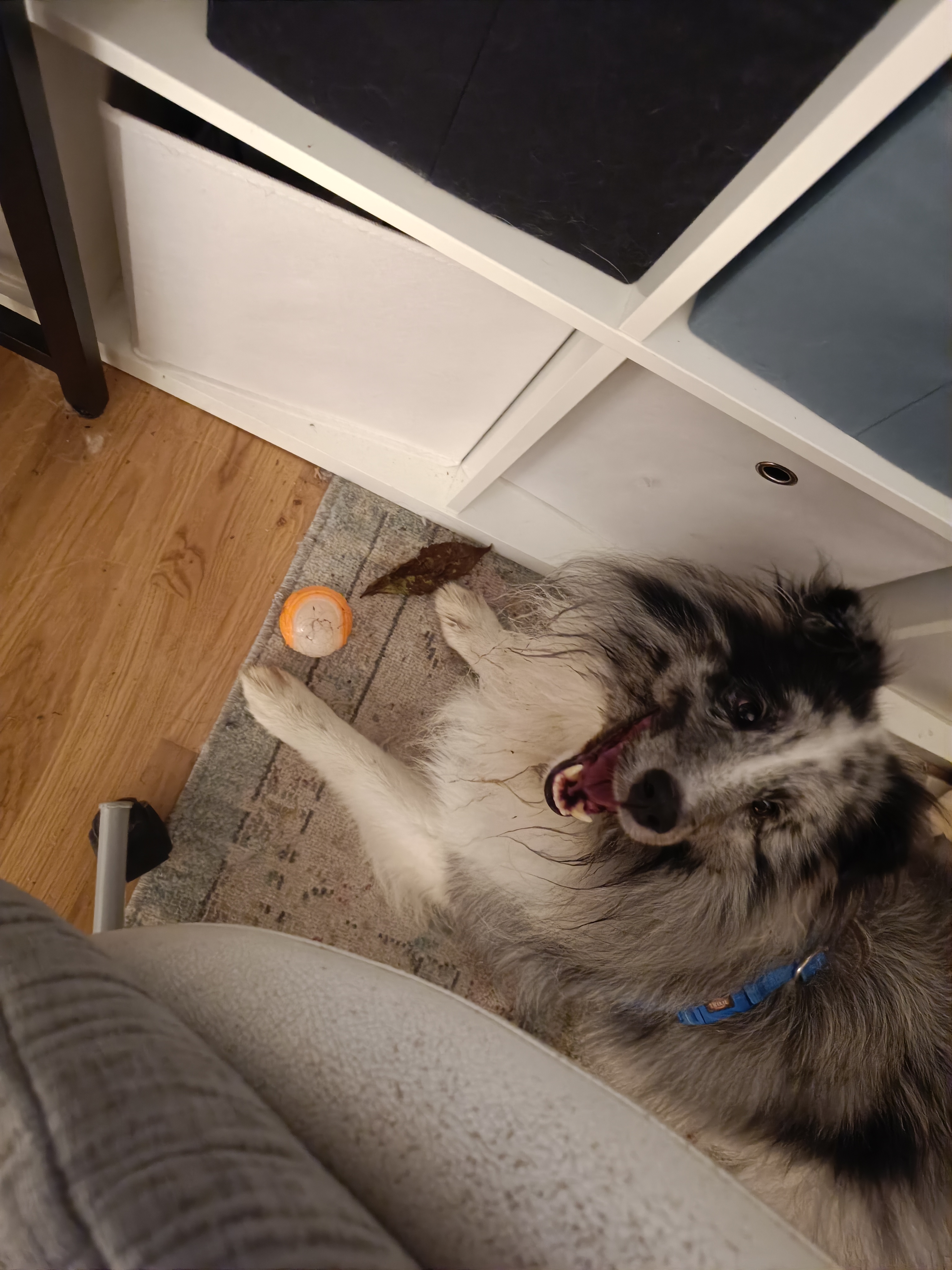 Bild von Fridi mit Ball