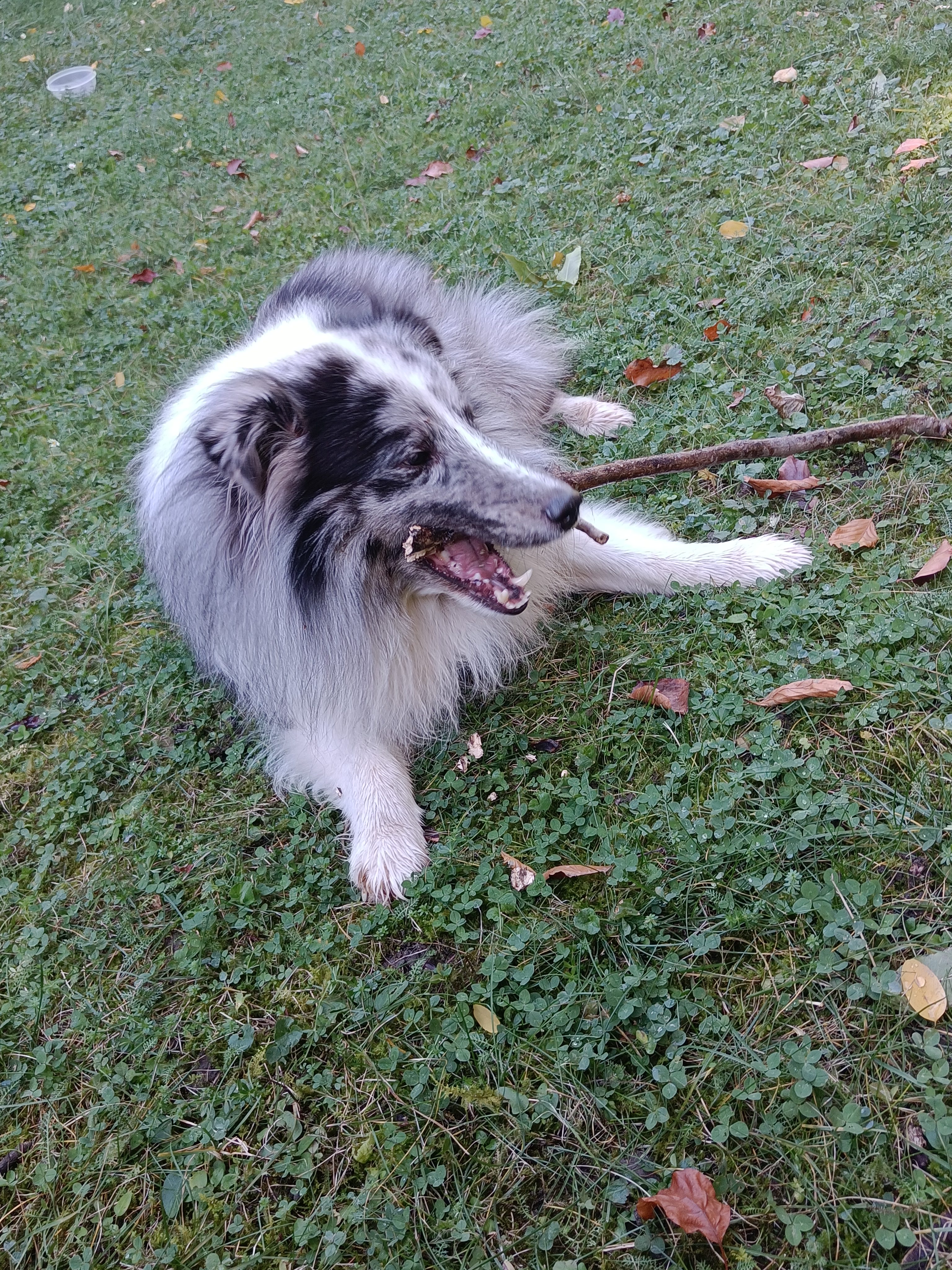 Bild von Fridi an Stock nagen