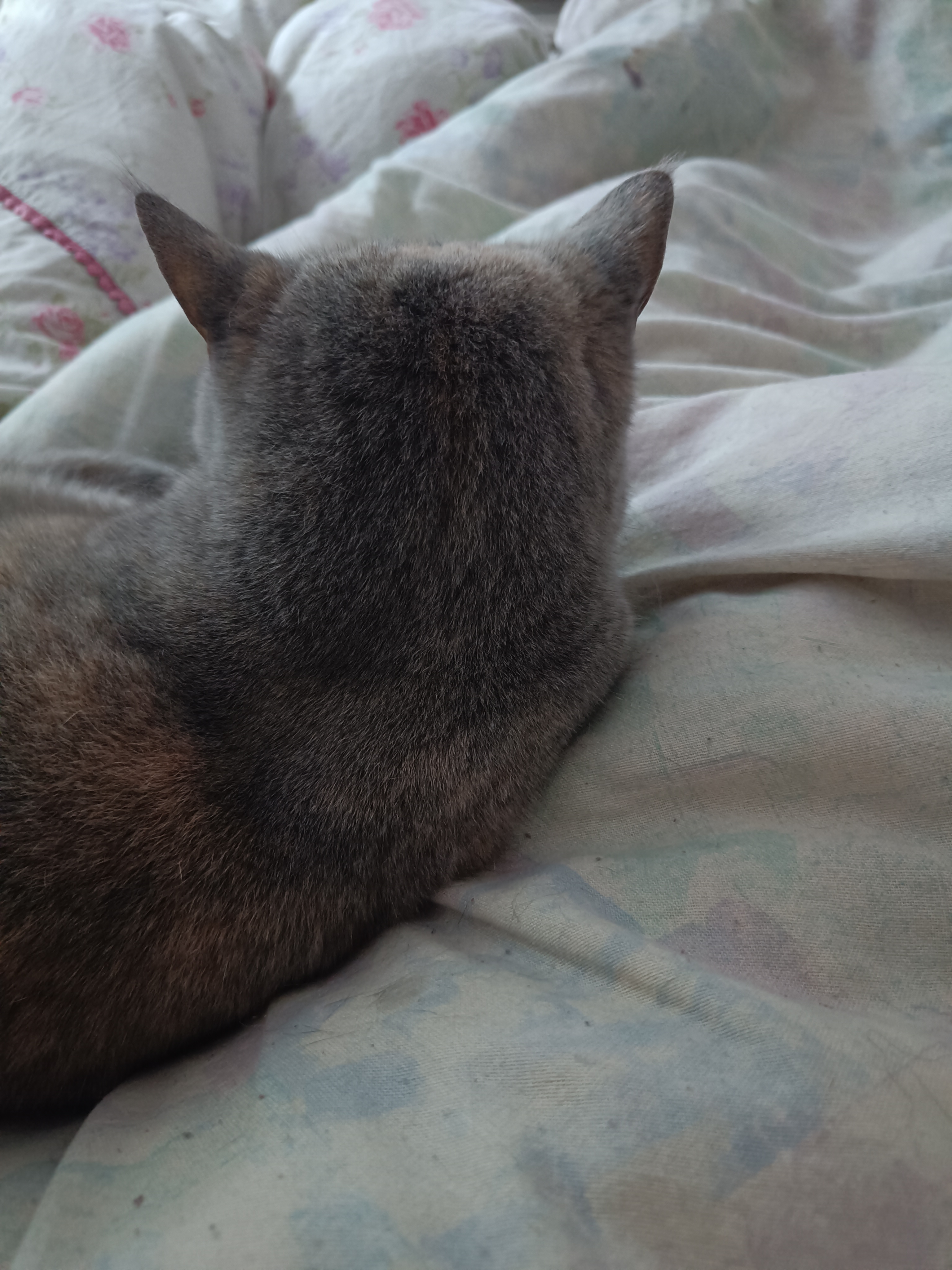 Bild von Lima's Rückseite