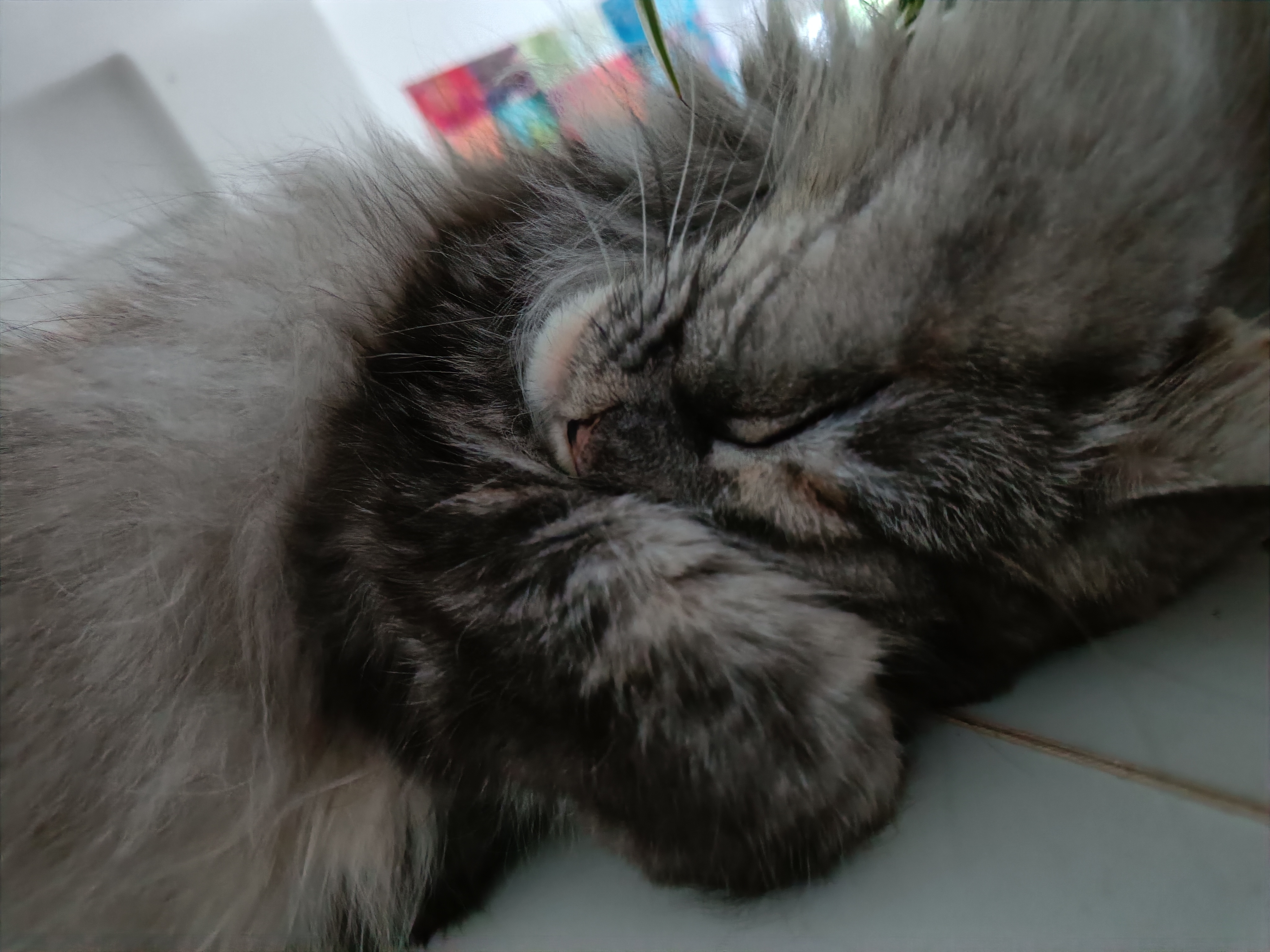 Bild von schlafendem Paupi