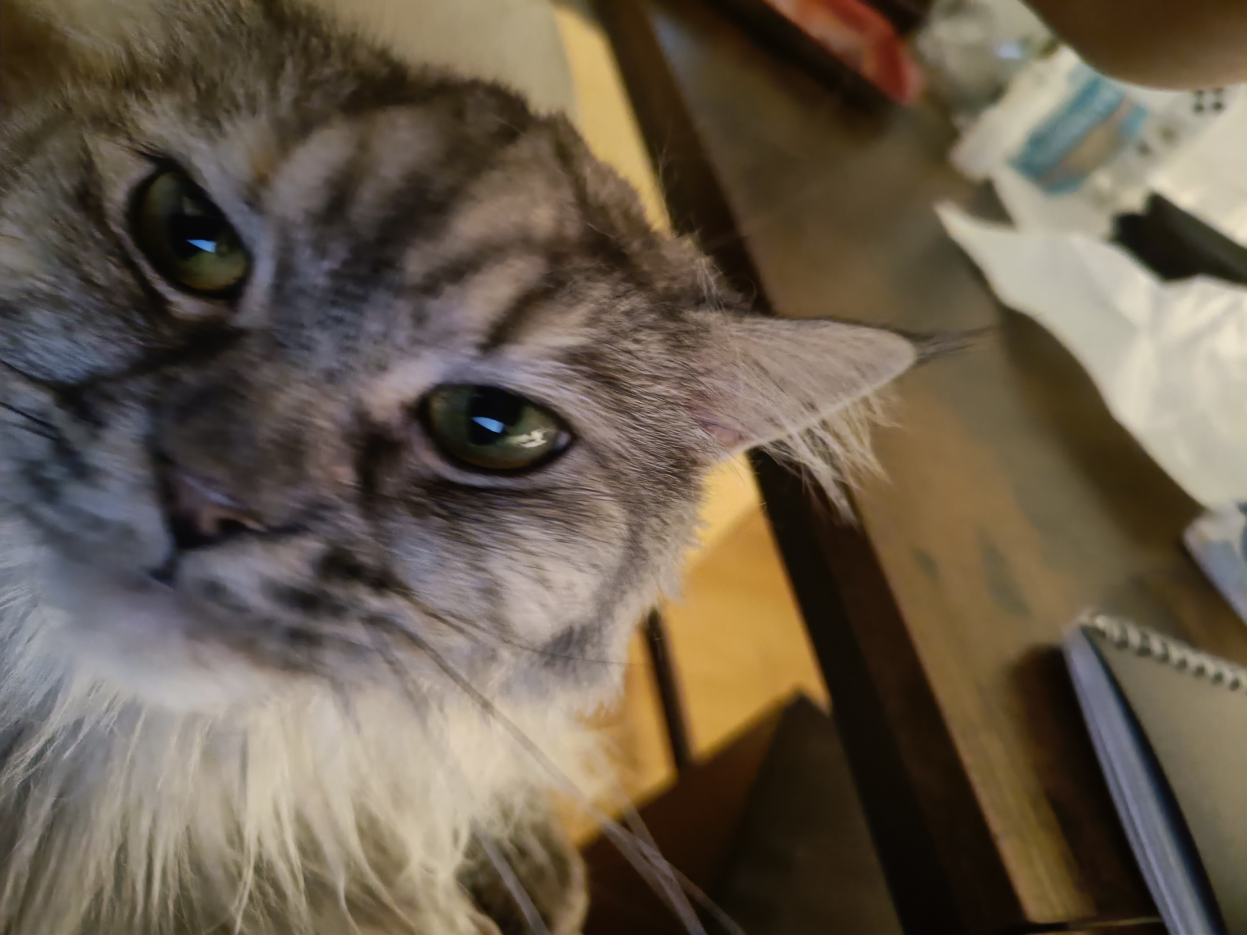 Bild von schlafendem Paupi