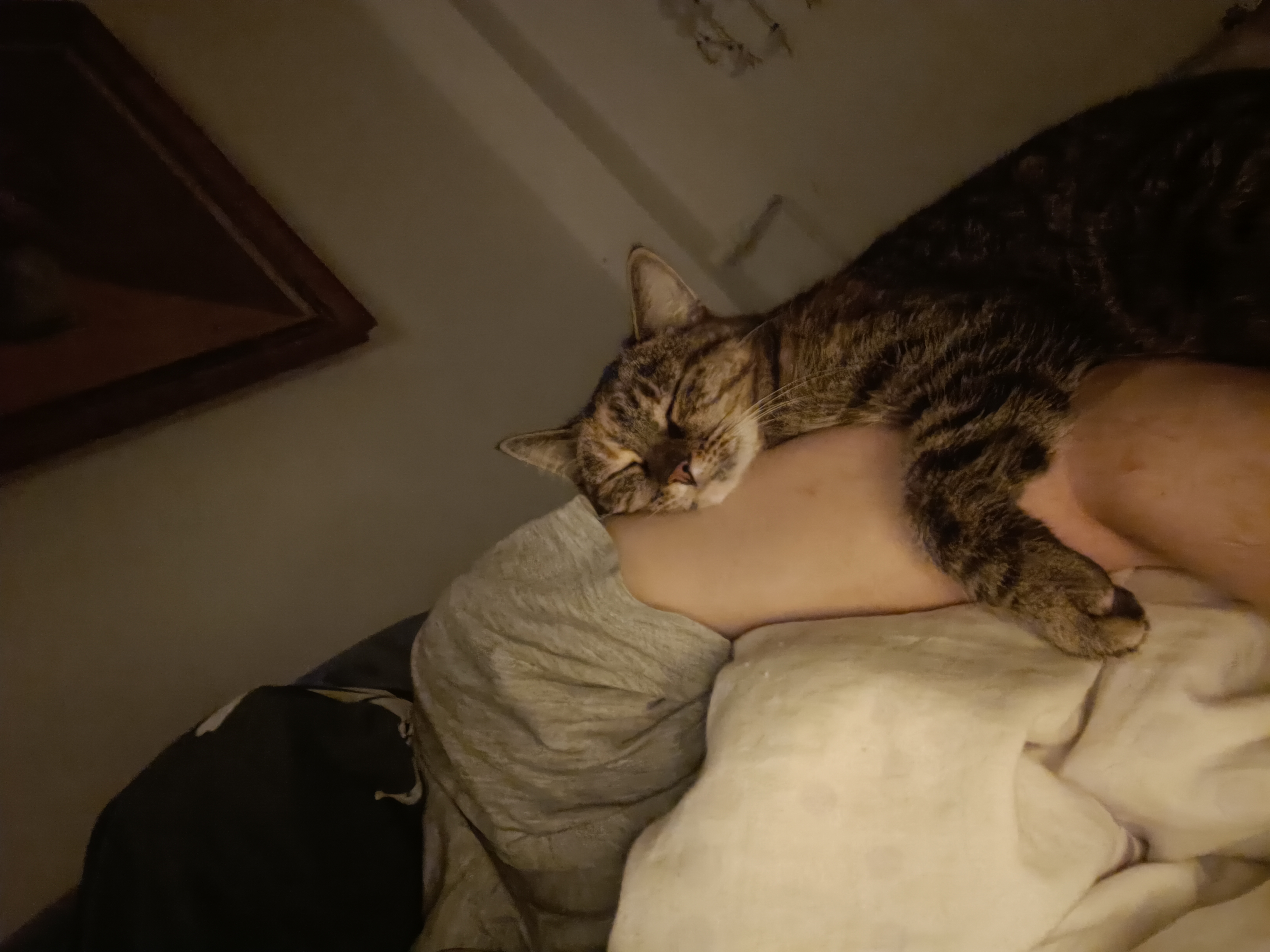 Bild von kuscheliger Shiva